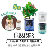 在飛比找蝦皮購物優惠-懶人花盆【1788小舖】吸水花盆 透明花盆 水培花盆 懶人盆