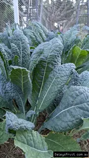 Kale - Perennial Spinach Plants (Brassica oleracea acephala)