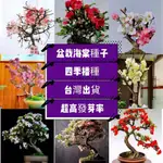 🍓免運附發票🍓【垂絲海棠花種子】 盆栽海棠花 地栽海棠花 四季觀賞植物花卉 強效驅蚊蟲花卉 庭院陽臺農田種植垂弔海棠