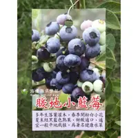 在飛比找蝦皮購物優惠-勿直接下標 日本a 暖地小藍莓 樹苗 小藍莓 盆栽 兔眼種 