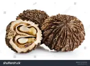 3 Lbs Large Indiana Black Walnuts In Shell - 2023 Crop Baking Or Squirrel Food