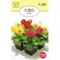 在飛比找蝦皮購物優惠-尋花趣 大理花(Dahlia)【花卉種子】天星牌 小包裝種子