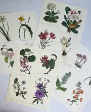 1970's Patricia Nimocks Floral Decoupage Transfer & Prints, Set of 4 Diff Sheets