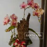 在飛比找momo購物網優惠-【Santa Ana】常伴相隨蘭花盆栽(蝴蝶蘭與樹皮與植栽的