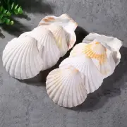 8PCS Sea Shells for Craft 3'’-4'’ Natural White Hawaiian Scallop Shells for B...
