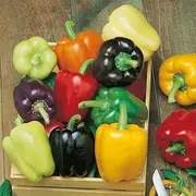 Capsicum 'Rainbow Mix' 10+ Seeds Spring Mixed Fruit Vegetable Pot Grow
