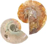 MUCKLILY 2pcs Ammonite Specimen for Decoration Scientific Teaching Model Paleontology Classroom Supply for Parties and Home Decor OPP Packaging