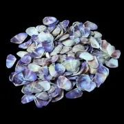 Purple Coquina Clam Shell For Crafts Art Decor Natural Sea Shell approx.520 pcs