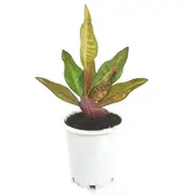 70mm Elaine - Croton Codiaeum variegatum