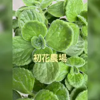 在飛比找蝦皮購物優惠-初花農場3店｜碰碰香｜一抹香｜小葉左手香｜3寸盆/5寸盆｜香