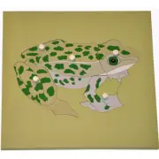 MONTESSORI FROG Educational MATERIALS EQUIPMENT Wooden Knob PUZZLE Skeleton