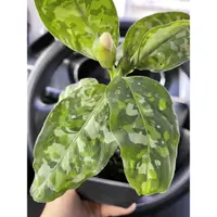 在飛比找蝦皮購物優惠-絕美三色迷彩粗肋草 實生苗Aglaonema pictum 