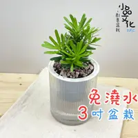 在飛比找蝦皮商城優惠-【小品文化】晶鑽羅漢松【現貨】3吋條紋圓免澆水盆栽 懶人盆栽