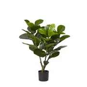 [James Lane] Fiddle Leaf Fig Tree - 50cm x 50cm x 90cm