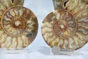 Large Ammonite Split Pair Crystals 5.4" 110myo Dinosaur age 136mm Fossil 4324bb