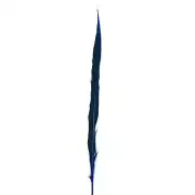 10" to 20" Golden Pheasant Side Tail Feather - Royal Blue
