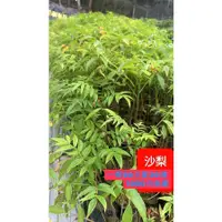 在飛比找蝦皮購物優惠-鍾美泰國沙梨橄欖苗 一棵60元買20棵 1000元免運