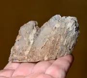 Polished Paulina Agate Clarno Wood Cast Split Limb Branch Crooked River, Oregon
