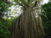 Ficus virens White Fig Tree - Ficus virens