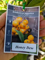 Buy Loquat Honey Dew Grafted Fruit Trees (Eriobotrya japonica)