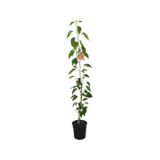 200mm Manchurian Pear - Pyrus ussuriensis