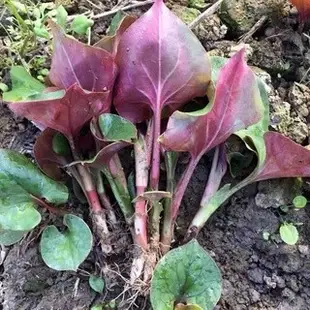 食藥藥用 魚腥草種子 種籽摺耳根種子家庭種植 簡單易種繁殖生長快 防暑提高免疫力多種防疫功能 爆款热销福源花