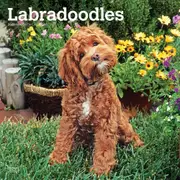 2025 Calendar Labradoodles 16-Month Square Wall Browntrout BT77295