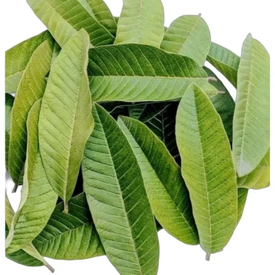 Organic Guava leaves, Dried Hojas De Guayaba Leaf Enhances immunity, Weight loss