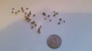 DELL HARD DRIVE CADDY SCREWS 2.5" R710 R410 R610 T410 T610 R900 R720 HDD LOT 30