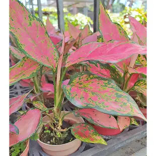 芙菈朵森林 翡翠紅 紅寶石 吉利 紅顏 粗肋草 5吋盆 觀葉植物 室內植物