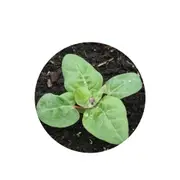 Orach Green - Seed Packet - Organic Seeds - Spring - Summer