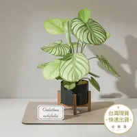 在飛比找蝦皮商城優惠-知音文創 青蘋果竹芋紙模型 紙植栽雷射材料包 DIY模型 植