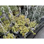 植入日常 花葉絡石 初雪葛 黃金絡石 五吋吊盆 陽台擺設 浪漫植物  觀葉植物/網美植物