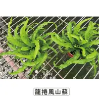 在飛比找momo購物網優惠-【Gardeners】龍捲風山蘇 3吋蕨類-1入(室內植物/