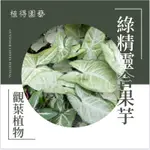 植得｜綠精靈合果芋｜觀葉植物