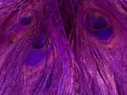 5 Pieces –Purple Bleached & Dyed Peacock Tail Eye Feathers 10-12” Long Halloween