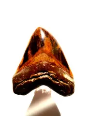 GORGEOUS WOODEN STYLES MEGALODON SHARK TOOTH VERY UNIQUE