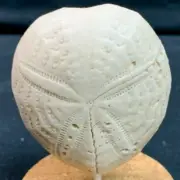 Fossil Sea Biscuit - Central Florida Miocene - Fossilized Sand Dollar Shell