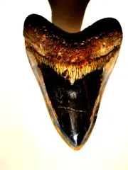 INCREDIBLE 4 - 5 INCH FOSSIL MEGALODON SHARK TOOTH TOTAL STUNNER