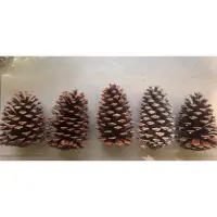 在飛比找蝦皮購物優惠-乾燥松果松果聖誕樹自然落果天然素材原色無加工勞作裝飾擴香聖誕