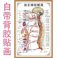 在飛比找蝦皮購物優惠-1.18 熱賣 自主神經概觀示意圖人體解剖掛圖人體器官解剖圖