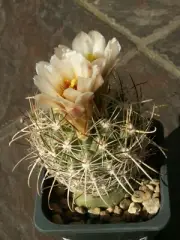 Sclerocactus wrightiae RP 104 - 10 seeds -VERY RARE