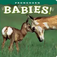 在飛比找博客來優惠-Pronghorn Babies!