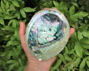 Large Abalone Shell 5-6": Smudging Burning Sage Sticks Display Sea Shell