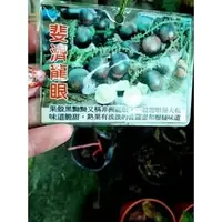 在飛比找PChome商店街優惠-花花世界_水果苗--斐濟龍眼--非洲龍眼**甜美多汁**(大