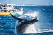 Whales In Paradise Adult Pass - Surfers Paradise