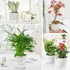 With Water Container Succulent Planter Transparent Planter Garden Supplies