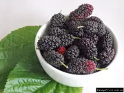 Mulberry Hicks Fancy Tree - Morus nigra