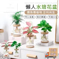 在飛比找露天拍賣優惠-【台灣現貨⚜️養魚養植物 園藝懶人必備】水培花盆 水耕盆栽 