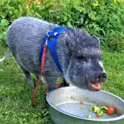 baSIX© Mini Pig Harnesses & Leashes - by piGGlz.com